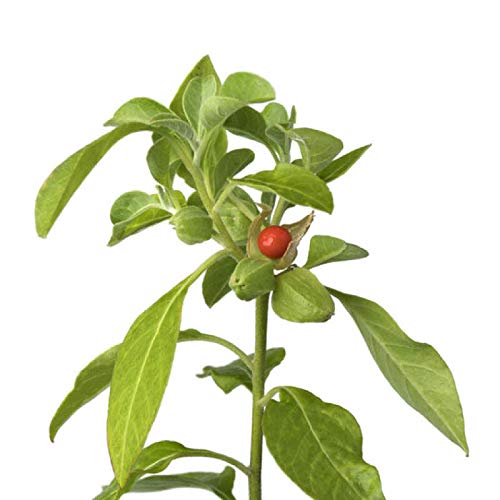 ashwagandha plant seeds Ashwagandha Seeds