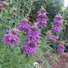 Lemon Mint Seeds - Monarda citriodora