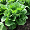 Lettuce Seeds - Romaine - Parris Island Cos - Lactuva sativa