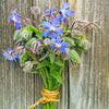 Borage Seeds - Borage officinalis