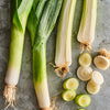 Leek Seeds - American Flag - Allium ampeloprasum