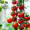 Cherry Tomato Seeds - Gardener’s Delight - Sugar Lump - Lycopersicon esculentum