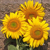 Sunflower Seeds - Heirloom Mammoth Grey Stripe - Helianthus annus