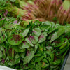 Green Amaranth Seeds - Chinese Spinach - Lu Hsien Heirloom - Amaranthus mangostanus