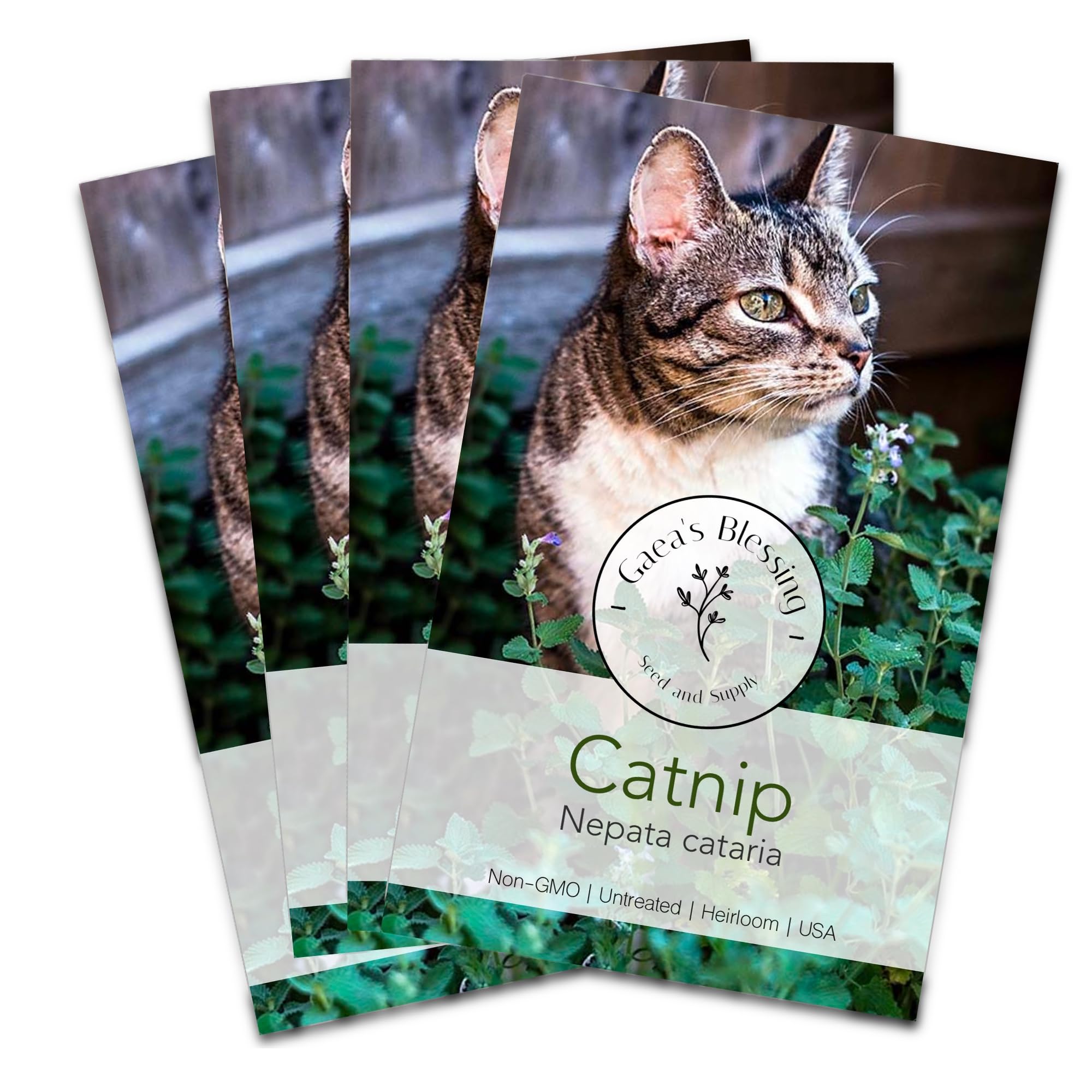 Gaea's Blessing Seeds - Catnip Seeds - Non-GMO Heirloom Seeds Nepata Cataria Open-Pollinated - with Easy to Follow Instructions - 90% Germination Rate Net Wt. 1.1g