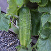 Cucumber Seeds - Spacemaster 80 - Cucumis sativus