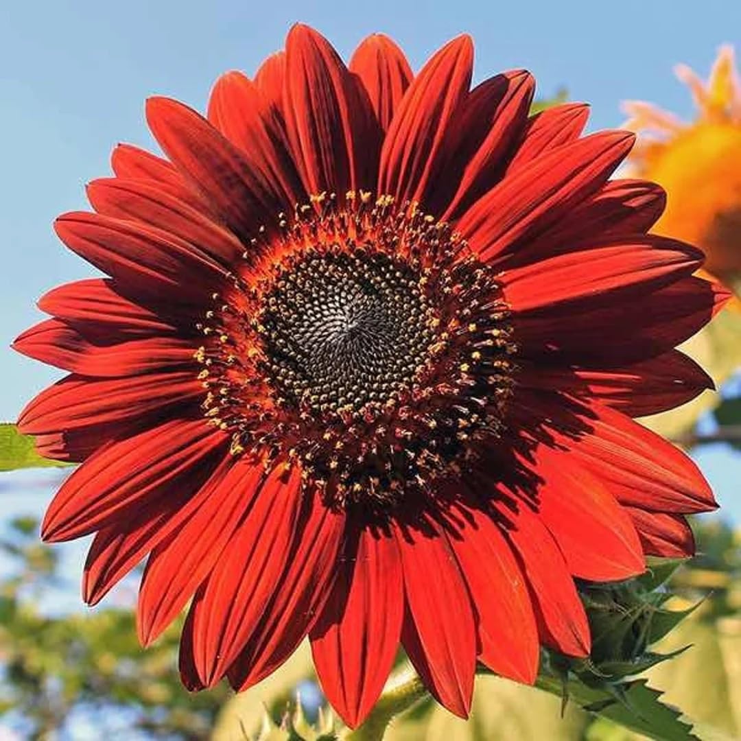 Gaea's Blessing Seeds - Sunflower Seeds - Non-GMO Seeds with Easy to Follow Planting Instructions - Heirloom Untreated