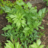 Lovage Seeds - Levisticum officinale