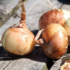 Gaea's Blessing Seeds - Onion Seeds - Non-GMO Heirloom Seeds with Easy to Follow Instructions