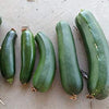 Zucchini Seeds - Black Beauty Summer Squash - Cucurbita pepo