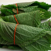 Korean Shiso Seeds - Perilla frutescens var crispa