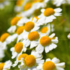 Feverfew Seeds - Tanacetum parthenium