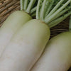 Daikon Radish Seeds - Summit F1 Hybrid - Korean Type - Raphinus sativus var. longipinnatus