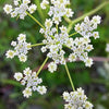 Caraway Seeds - Carum carvi
