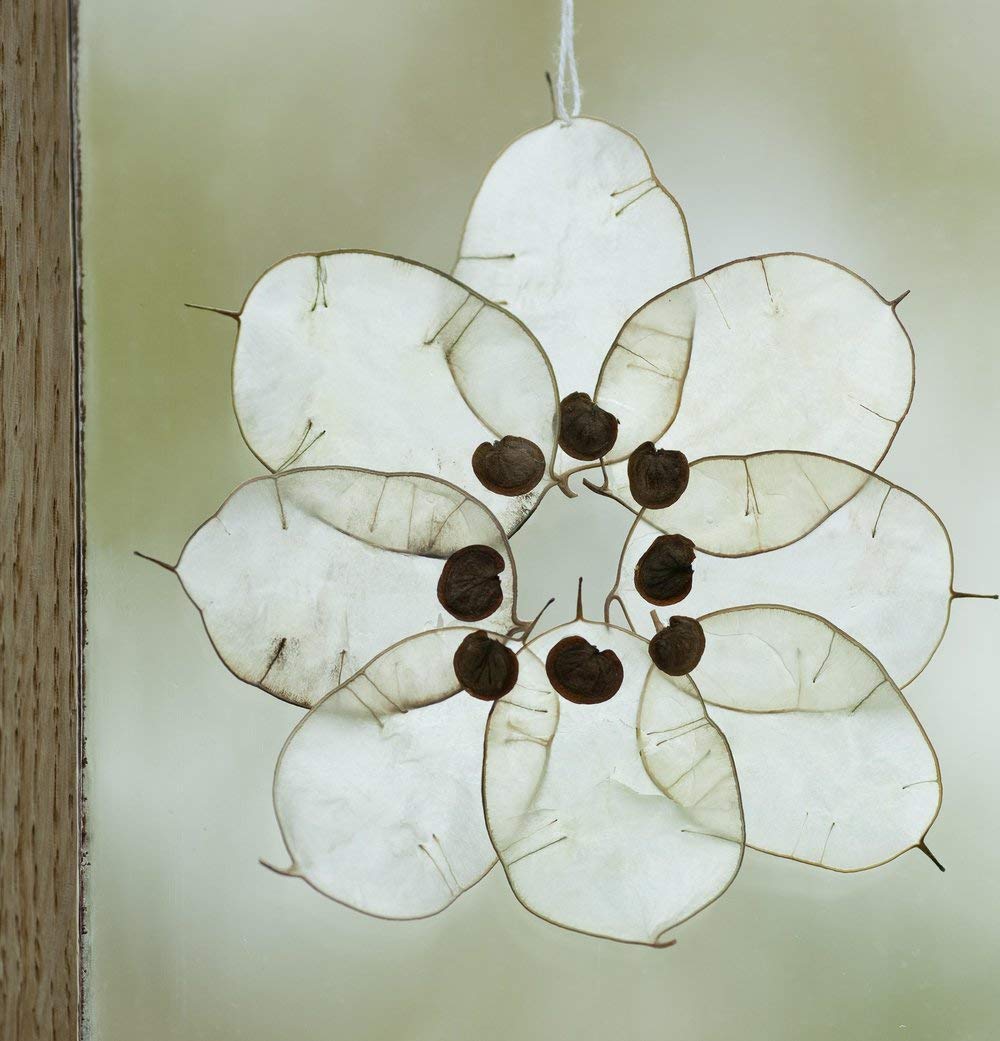honesty flower seeds Honesty Seeds, Moonwort, Money Plant, Silver Dollar Plant, Lunaria annua/biennis