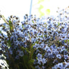 Forget Me Not Seeds - Firmament - Hound's Tongue - Cynoglossom amabile,  Non-GMO Open-Pollinated Heirloom