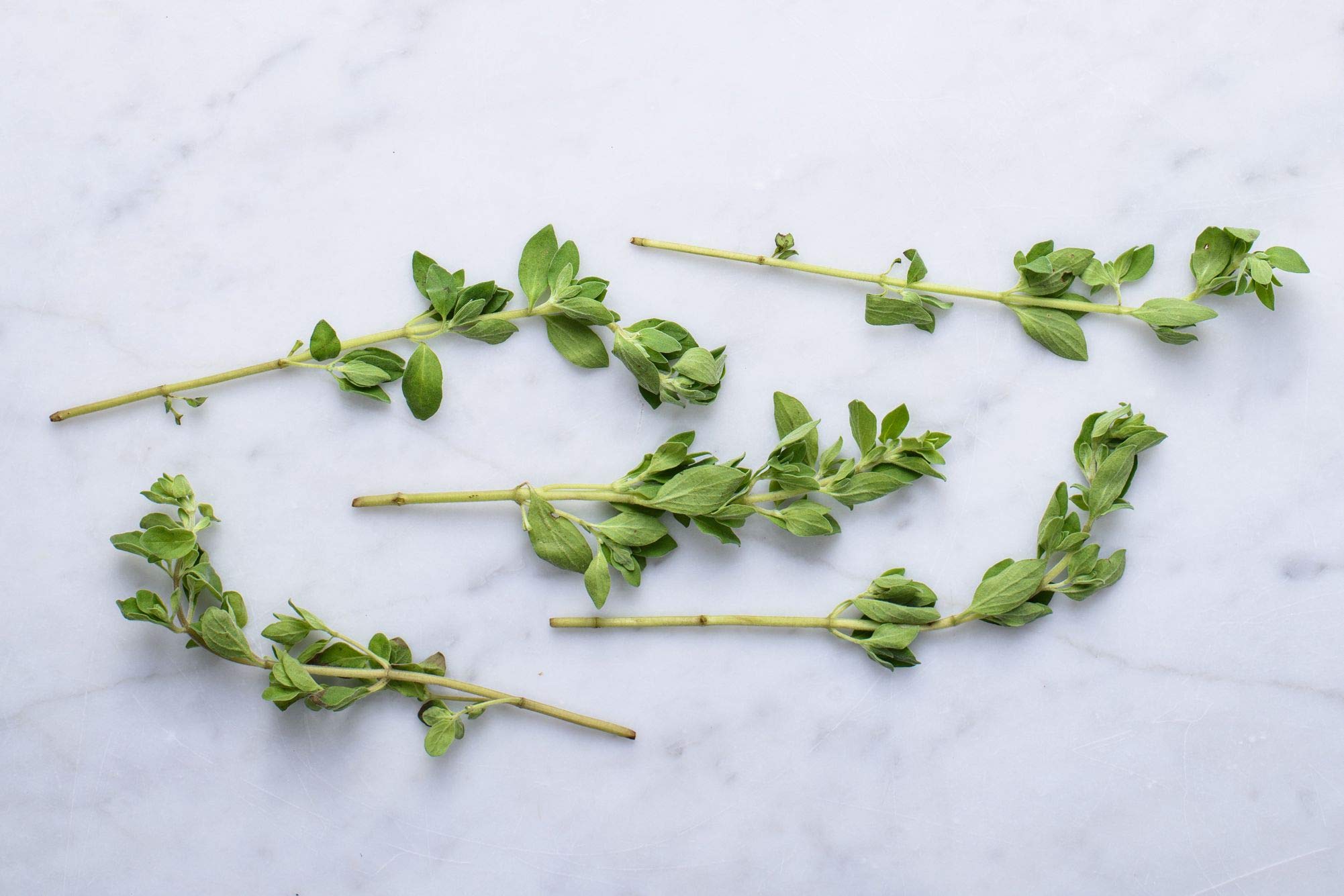 Sweet Marjoram Seeds - Origanum majorana – Gaea's Blessing Seeds