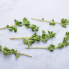 Sweet Marjoram Seeds - Origanum majorana