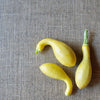 Crookneck Yellow Squash Seeds - Early Summer Squash - Curcubita pepo