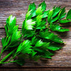 Lovage Seeds - Levisticum officinale