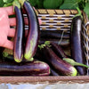Eggplant Seeds - Long Purple - Solanum melongena