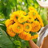 Sunflower Seeds - Dwarf Sungold Double - Teddy Bear - Helianthus annuus