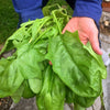 Spinach Seeds - Giant Winter Spinach - Spinacia oleracea