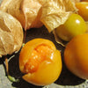 Cape Gooseberry Seeds - Large Fruit - Golden Berry - Ground Cherry -  Physalis peruviana