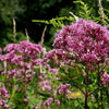 Joe Pye Weed Seeds - Eupatorium maculatum