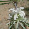 Lemon Mint Seeds - Monarda citriodora