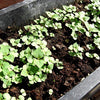 Green Shiso Seeds - Kaori/Ao - Perilla frutescens var crispa