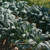 Lacinato Kale Seeds - Dinosaur Kale - Brassica olearacea