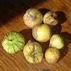 Tomatillo Seeds - Grande Rio Verde - Physalis philadelphica
