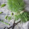 Fennel Seeds - Foeniculum vulgare