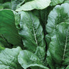 Turnip Seeds - Seven Top - Brassica rapa