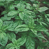 Basil Seeds - Sweet Basil - Ocimum basilicum