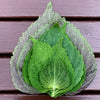 Korean Shiso Seeds - Perilla frutescens var crispa