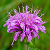 Wild Bergamot Seeds - Monarda fistulosa