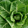 Gaea's Blessing Seeds - Collard Greens Seeds (3.0g) Champion Non-GMO Seeds with Easy to Follow Planting Instructions - 93% Germination Rate
