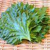 Green Shiso Seeds - Kaori/Ao - Perilla frutescens var crispa