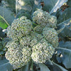 Broccoli Seeds - Waltham 29 - Brassica oleracea