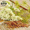 Caraway Seeds - Carum carvi