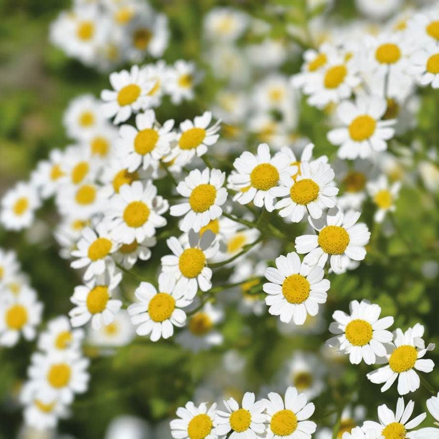 Gaea's Blessing Feverfew Seeds - Thumbnail 2