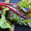Swiss Chard Seeds - Ruby Red Rhubarb - Beta vulgaris
