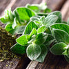 Italian Oregano Seeds - Origanum vulgare
