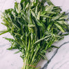 Ong Choy Seeds - Kong Xin Cai - Kangkong