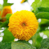 Sunflower Seeds - Dwarf Sungold Double - Teddy Bear - Helianthus annuus