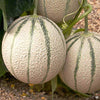 Cantaloupe Seeds - Hales Best Jumbo - Cucumis melo