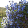 Forget Me Not Seeds - Firmament - Hound's Tongue - Cynoglossom amabile,  Non-GMO Open-Pollinated Heirloom