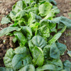 Spinach Seeds - Avon F1 Hybrid - Spinacia oleracea